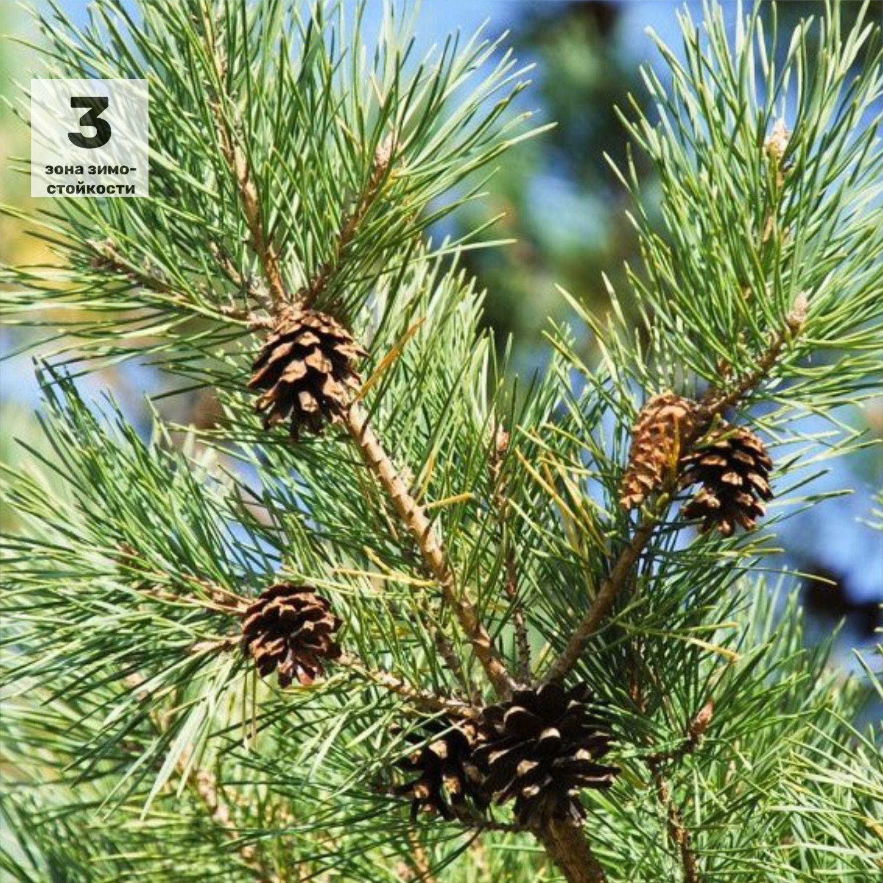 Фото сосны обыкновенной. Сосна обыкновенная Пинус. Сосна обыкновенная Pinus Sylvestris l. Сосна обыкновенная Pínus Sylvéstris. Макростробил Pinus Sylvestris (сосна обыкновенная).