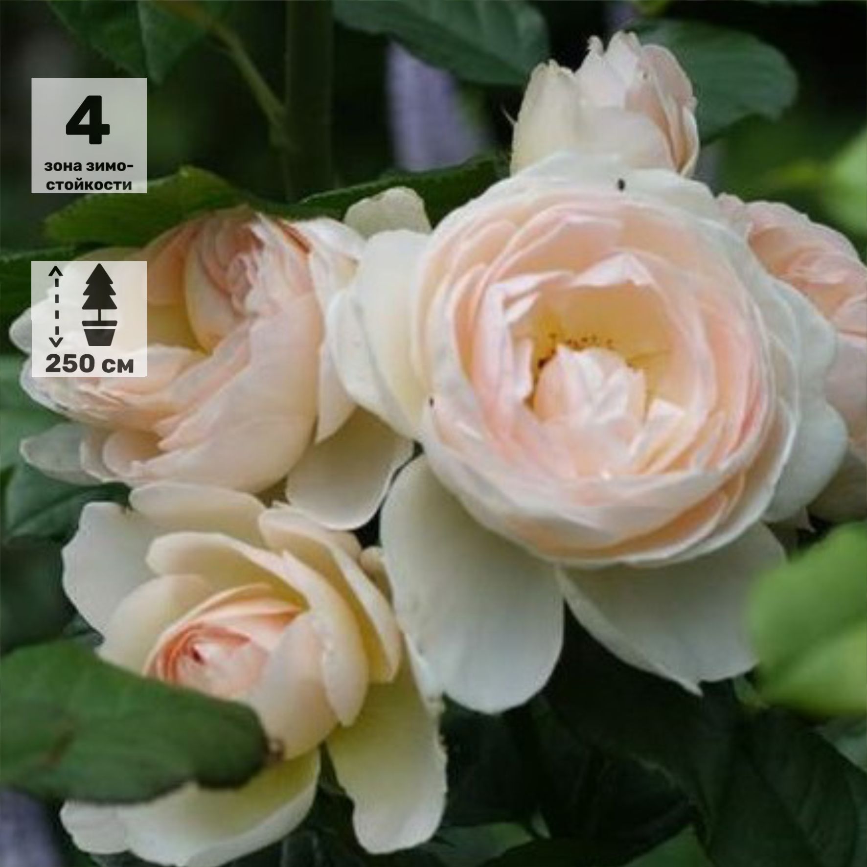 Роза плетистая Uetersener Klosterrose