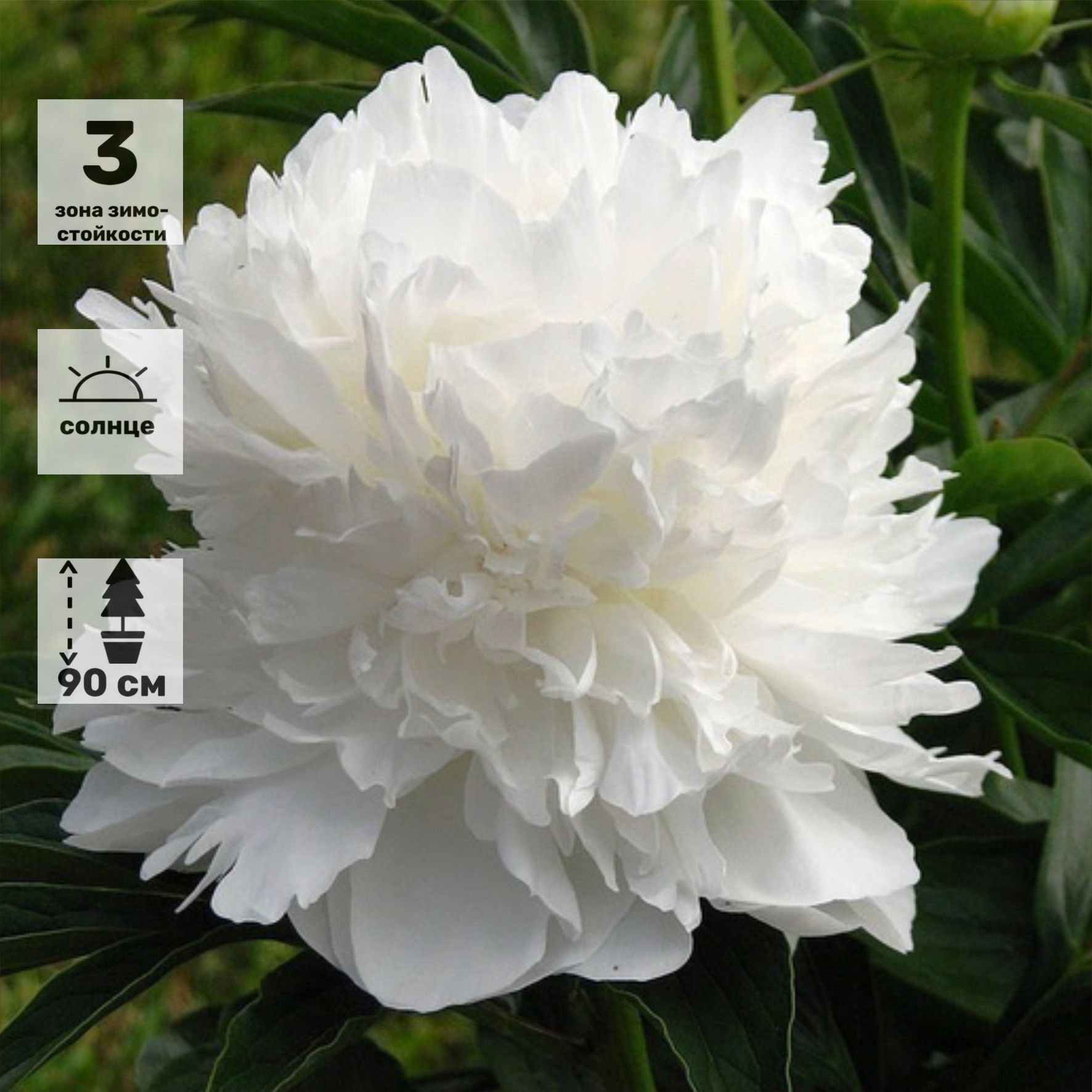 Уайт 1. Пион Уайт Дабл. Пион молочноцветковый Уайт Дабл. Пион (Paeonia) Double White. Пион травянистый Уайт Дабл.