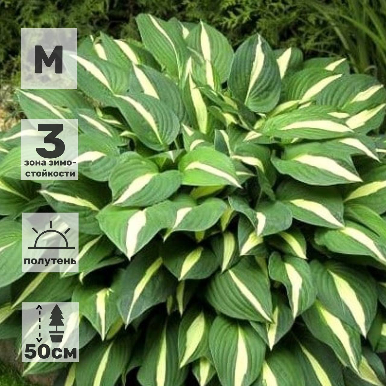 Хоста Hosta Risky Business