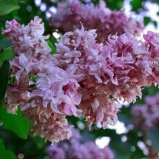Сирень обыкновенная Олимпиада Колесникова, с3