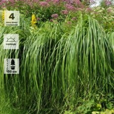 Спартина греб."Ауреомаргината", ОКС