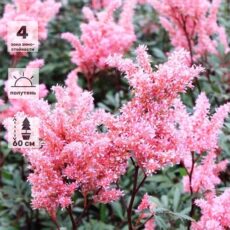 Астильба Лоллипоп, с3