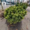Сосна горная Мугус, 60-80см, ком