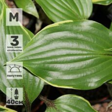 Хоста Секрет Треже, с1.5, Бельгия