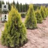Туя западная Голден Смарагд, 30-40см, с2