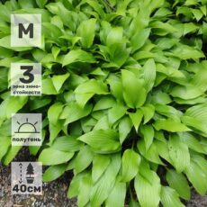 Хоста Ланцифолия, с1