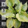 Хоста Сильвер Тредс энд Голд Нидлс, (3-7 почек), с1.5