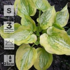 Хоста Сильвер Тредс энд Голд Нидлс, (3-7 почек), с1.5