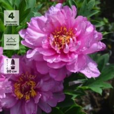 Пион ито-гибрид Ферст Арривал, с5.5, Бельгия