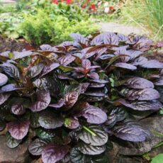 Живучка ползучая  "Атропурпуреа", ОКС