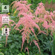 Астильба Тунберга Штраусенфедер, с3