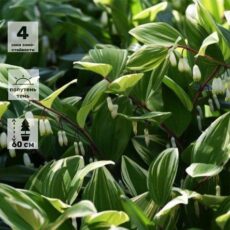 Купена многоцветковая Вариегатум, ОКС