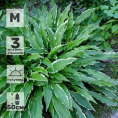 Хоста Стилетто, р9.