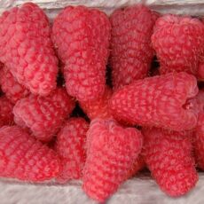 Малина  ремонтантная Лячка с2-с3