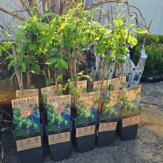 Актинидия острая Иссай, с3