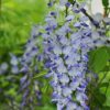 Глициния обильноцветущая Блю Дрим, V2
