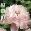 Пион молочноцветковый Алерти, с2.5, Бельгия