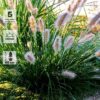 Пеннисетум лисохвостый Литтл Банни, ОКС
