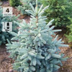 Ель колючая Аризона Кейбаб, H40-60см, V3, Польша