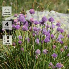 Лук низкий или малорослый, ОКС