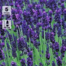 Лаванда ЮЖАНКА, с3