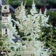 Астильба японская Элли, с3