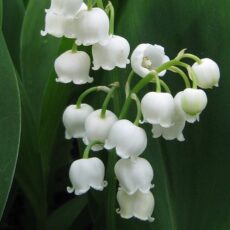 Ландыш, ОКС