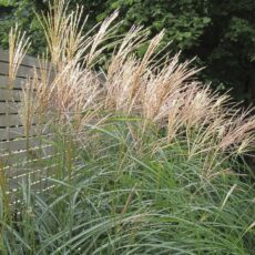 Мискантус китайский "Грациллимус", ОКС