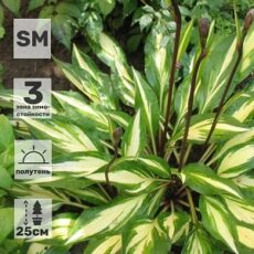 Хоста Черри Берри, с1