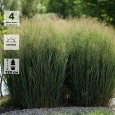 Просо прутьевидное "Хеви Метал", ОКС