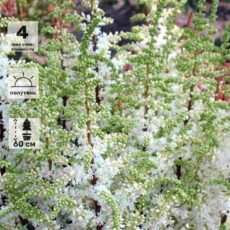 Астильба Уайтберри, с2