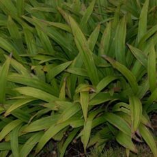 Осока ржавопятнистая, ОКС