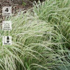 Вейник Остроцветковый Овердам, ОКС