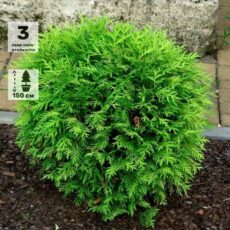 Туя западная Глобоза, 100-120см, с20