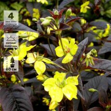 Вербейник реснитчатый Файркрекер ﻿, ОКС