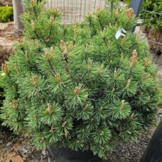 Сосна горная Мопс, 40-60см, ком/сетка