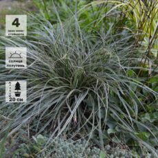 Осока птиценогая Вариегата, ОКС