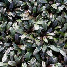 Живучка ползучая "Шоколад Чип", ОКС