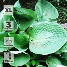 Хоста Домиан де Курсон, с3