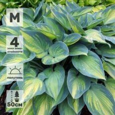 Хоста Джун, с2