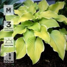 Хоста Лейксайд Ча Ча, с1