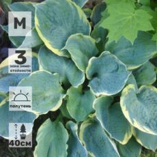 Хоста Пизас, (2-3 почки), с3