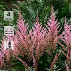 Астильба арендса Эрика, с3