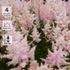 Астильба японская Пич Блоссом, с3