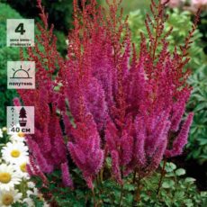 Астильба Пурпуркерце, с3