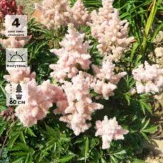 Астильба Сестра Тереза,с3