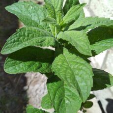 Мята садовая Суперминт, р9