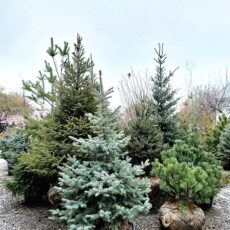 Ель колючая Беби Блю,160-180см, ком