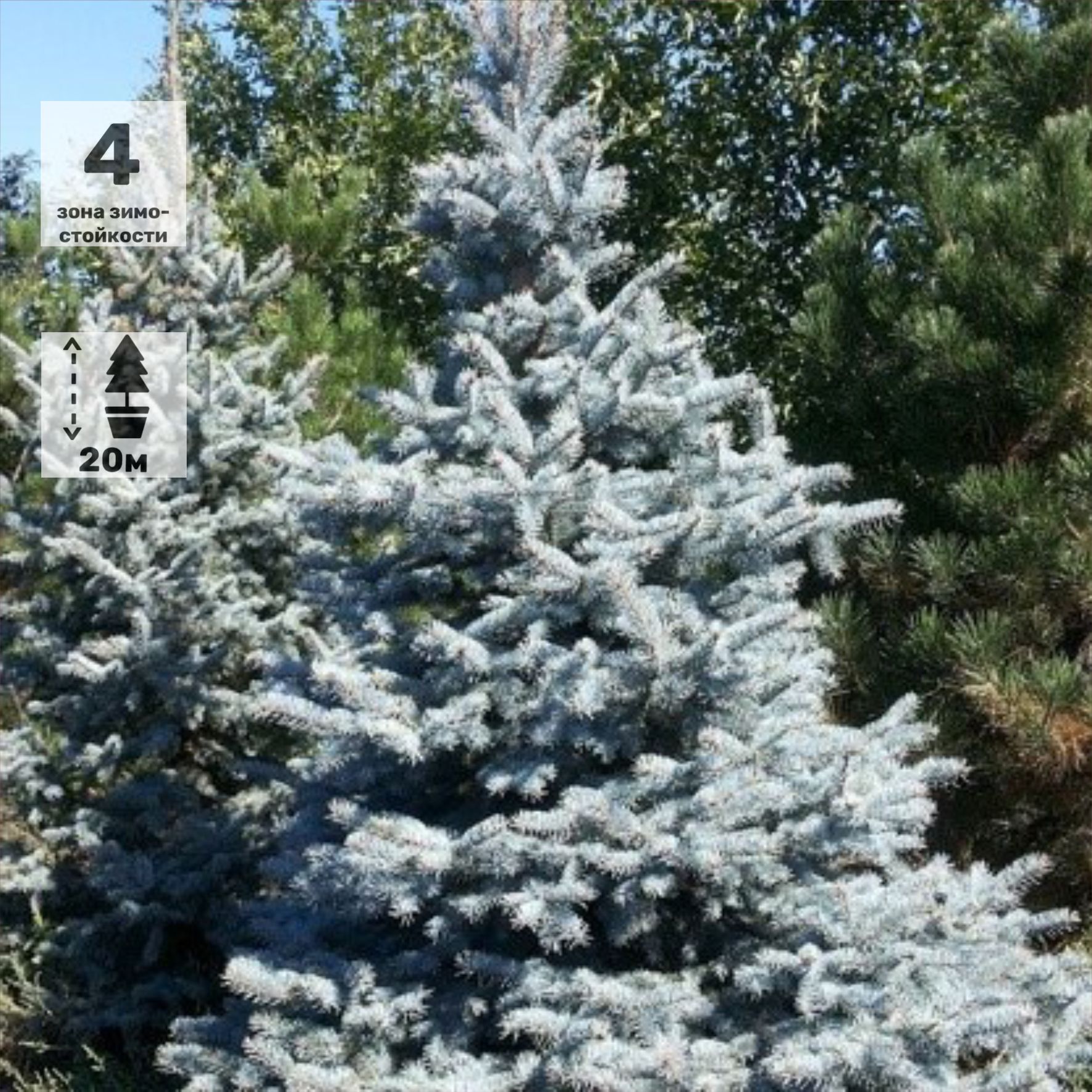 Ель колючая Глаука, 175-200см, ком/сетка